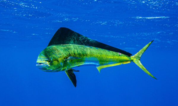 Mahi-Mahi - Image 3