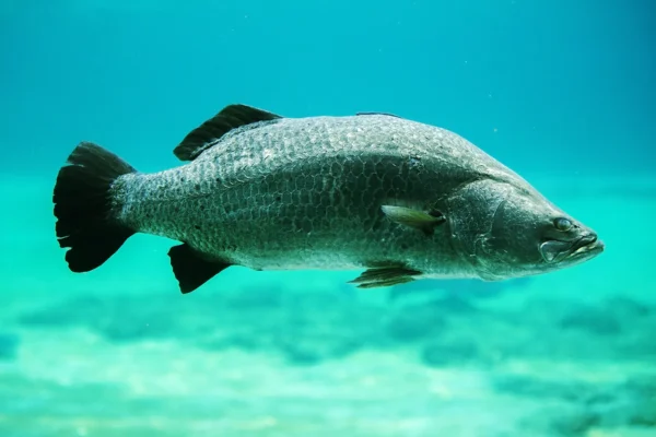 Barramundi - Image 3