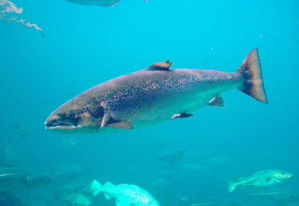 Salmon - Image 3